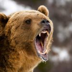 Man survives bear attack