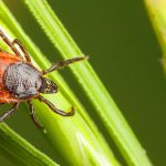 How-to-Prevent-Lyme-Disease