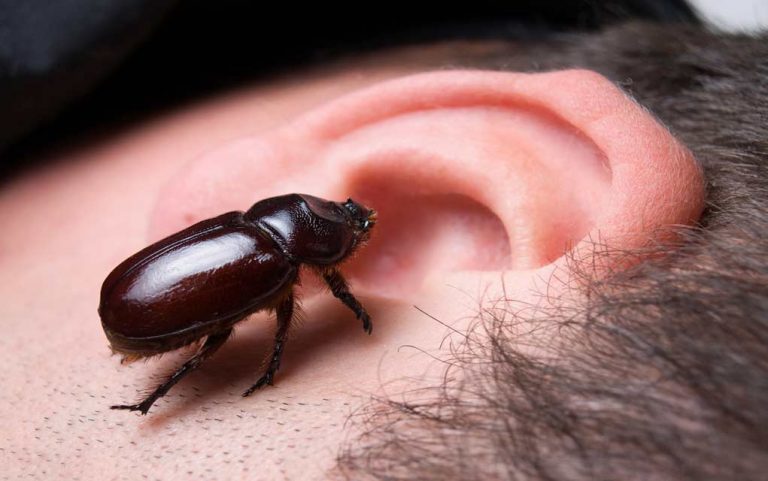 how-to-remove-a-bug-from-your-ear-modern-survival