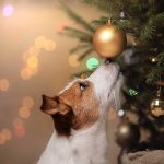 Holiday Safety Tips for Pet Owners